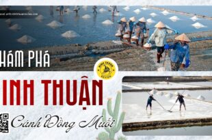 Cánh đồng muối Ninh Thuận